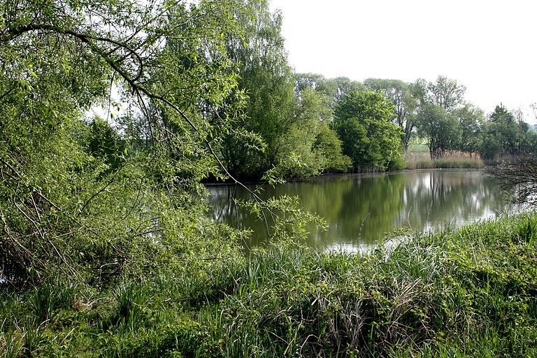 Ein idyllisches Fleckchen Erde: der sogenannte Vetter-See nördlich von Rügshofen an der betonierten Zufahrt zur früheren Erdaushub- und Bauschuttdeponie am Dammholz. Das Biotop befindet sich heute im Besitz der Stadt Gerolzhofen. Es wird vor allem von Vögeln gerne aufgesucht. Ein idyllisches Fleckchen Erde: der sogenannte Vetter-See nördlich von Rügshofen an der betonierten Zufahrt zur früheren Erdaushub- und Bauschuttdeponie am Dammholz. Das Biotop befindet sich heute im Besitz der Stadt Gerolzhofen. Es wird vor allem von Vögeln gerne aufgesucht.