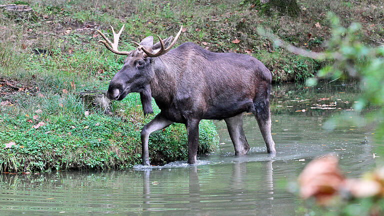 Anfang Mai musste Elch Lasse aus dem Schweinfurter Wildpark eingeschläfert werden. Tierärzte und Pfleger konnten nichts mehr für das todkranke Tier tun. Anfang Mai musste Elch Lasse aus dem Schweinfurter Wildpark eingeschläfert werden. Tierärzte und Pfleger konnten nichts mehr für das todkranke Tier tun.