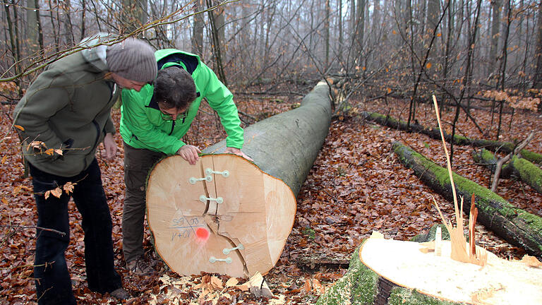 Einen Fällstopp für dicke Bäume fordern die vesammelten Umweltschutzverbände von Bund Naturschutz über WWF bis hin zu Greenpeace im ehemaligen Waldschutzgebiet 'Hoher Buchener Wald im Ebracher Forst', wo jetzt die Forstwirtschaft wieder aufgenommen wird.