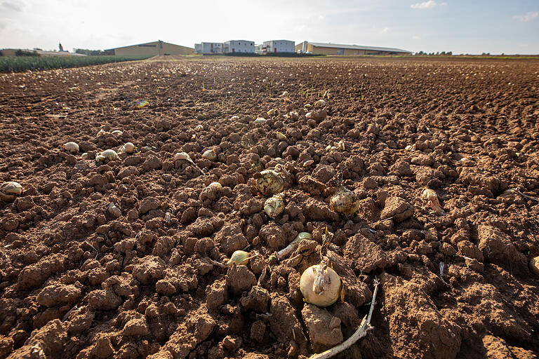 Zu wenig Regen: Weil die Zwiebeln nicht groß genug geworden sind, werden sie auf einem Feld in Unterpleichfeld nicht geerntet. Zu wenig Regen: Weil die Zwiebeln nicht groß genug geworden sind, werden sie auf einem Feld in Unterpleichfeld nicht geerntet. 