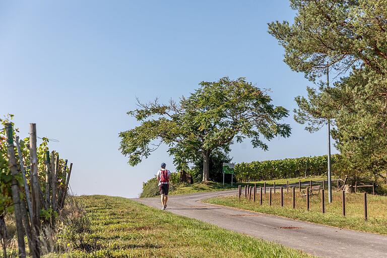 Wandern auf dem zehn Kilometer langen Rundwanderweg 'MainWeitBlick' in Wertheim. Die Tour führt sonnenreich durch viel Natur und entlang verschiedener Weinbergslagen. Wandern auf dem zehn Kilometer langen Rundwanderweg 'MainWeitBlick' in Wertheim. Die Tour führt sonnenreich durch viel Natur und entlang verschiedener Weinbergslagen.