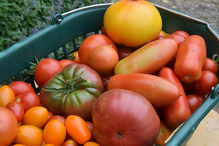 Reife Tomaten nach der Ernte - von klein bis groß und von gelb bis rot. Reife Tomaten nach der Ernte - von klein bis groß und von gelb bis rot.