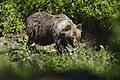 Braunbär.jpeg       -  Insgesamt leben heute 120 Braunbären im Trentino. Immer wieder werden Zusammenstöße der Tiere mit Menschen gemeldet.