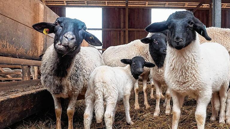 Noch sind sie im Stall, Ostern bereits sollen die Rhönschafe auf der Weide grasen.