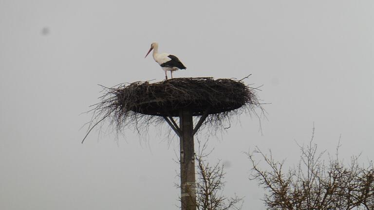 Der Frühlingsbote ist eingetroffen