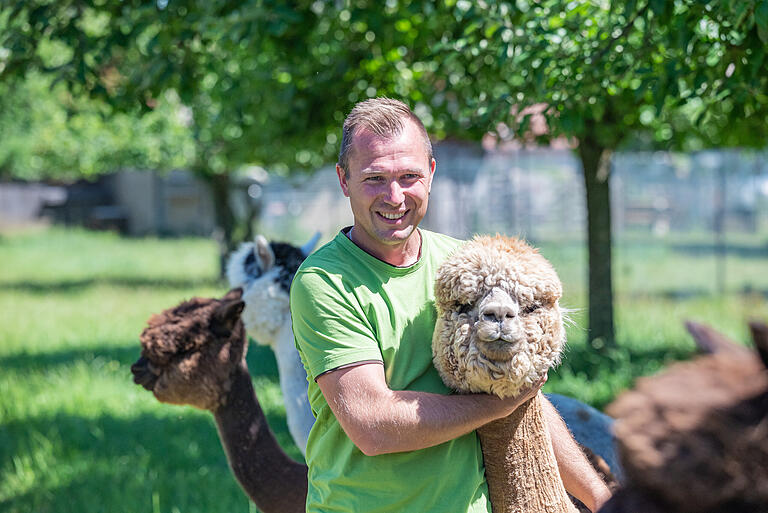 Ein Herz für Alpakas: Jochen Fuchs-Madinger züchtet in Euerbach (Lkr. Schweinfurt) die wolligen Verwandten der Lamas. Ein Nebenberuf, in dem es um stattliche Summen geht. Ein Herz für Alpakas: Jochen Fuchs-Madinger züchtet in Euerbach (Lkr. Schweinfurt) die wolligen Verwandten der Lamas. Ein Nebenberuf, in dem es um stattliche Summen geht.