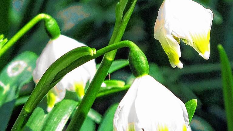 Leuchtendes Grün, sanftes Weiß: Märzenbecher im April.