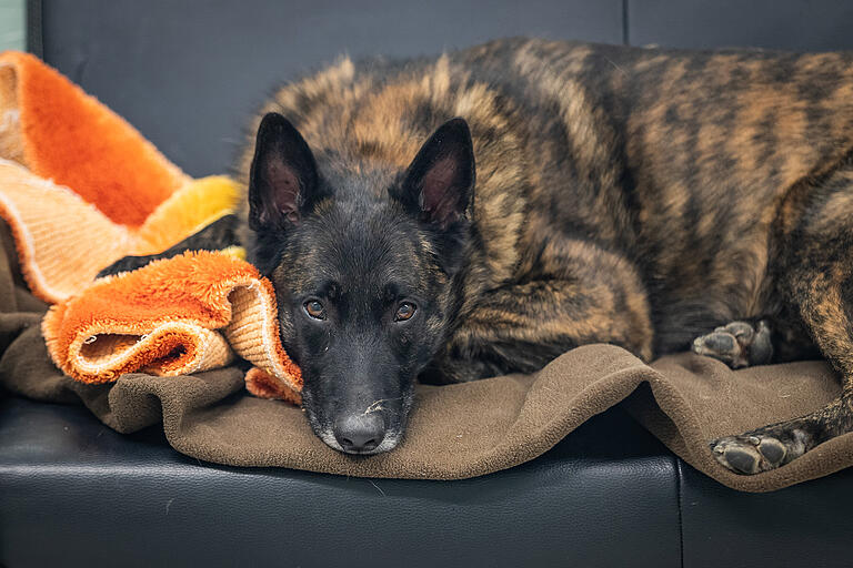 Im Tierheim sieht man, dass der Schäferhund auch mal zur Ruhe kommen kann. Und so hat er letztlich 'ausreichende Lebensqualität', wie Martin Rütter sagt. Im Tierheim sieht man, dass der Schäferhund auch mal zur Ruhe kommen kann. Und so hat er letztlich 'ausreichende Lebensqualität', wie Martin Rütter sagt.