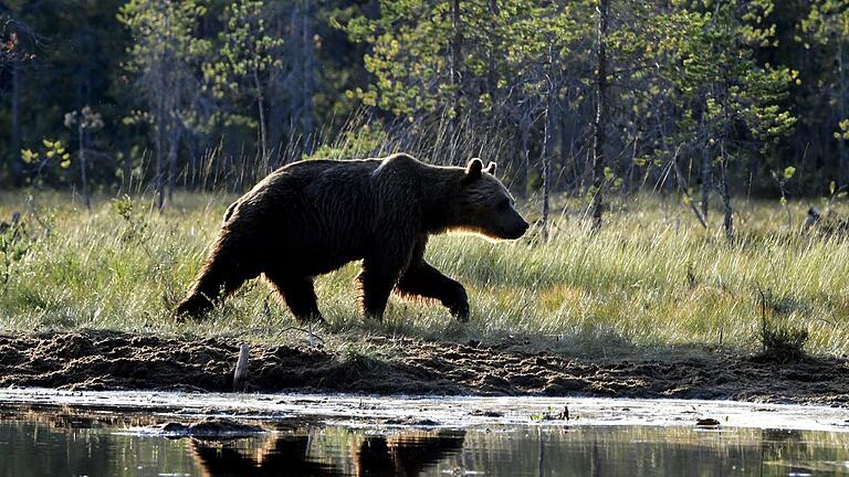 Braunbär in Finnland       -  Ein in Gefangenschaft lebender Bär hat in einem Dorf mein St. Petersburg eine Frau angefallen und tödlich verletzt. (Archivbild)