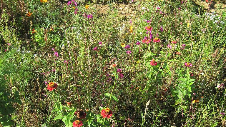 Die bunte Blumenwiese wurde Lebensraum für zahlreiche Insekten.