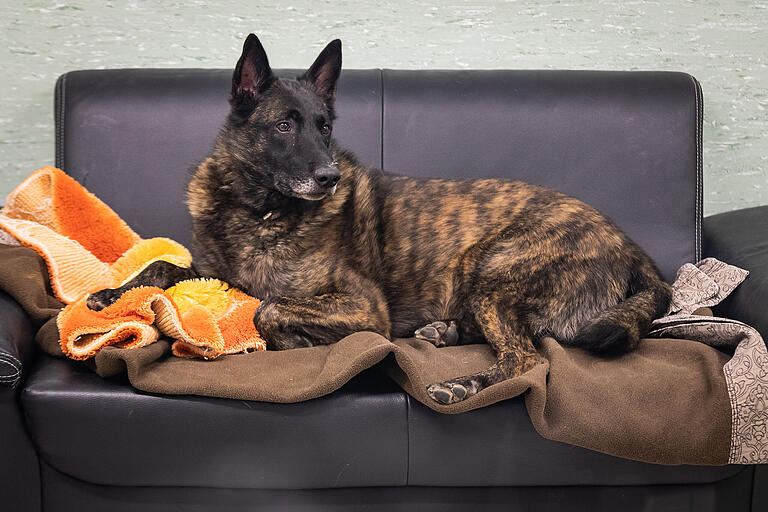 Wenn Siggi auf seinem Sofa liegt, sieht er friedlich und entspannt aus. Menschen sollten aber nicht in seine Nähe kommen, denn dann wird der Schäferhund aggressiv.