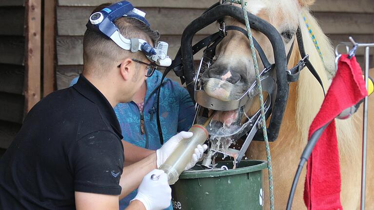 Einmal ausspülen bitte: Kojah mit Haflinger Stefan. Einmal ausspülen bitte: Kojah mit Haflinger Stefan.