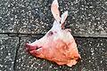 Ein abgetrennter Schweinekopf wurde vor die Haustür des Hendunger Bürgermeisters geworfen.