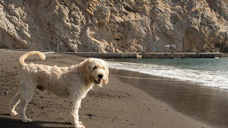 Wer mit seinem Hund ans Meer reist, sollte sich vorab über einen ausreichenden Infektionsschutz informieren. Foto: Andrea Warnecke - Auch Hunde können sich im Süden böse Krankheiten einfangen, die man hierzulande kaum kennt. Wer mit seinem Hund ans Meer reist, sollte sich vorab über einen ausreichenden Infektionsschutz informieren. Foto: Andrea Warnecke - Auch Hunde können sich im Süden böse Krankheiten einfangen, die man hierzulande kaum kennt.