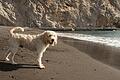Wer mit seinem Hund ans Meer reist, sollte sich vorab über einen ausreichenden Infektionsschutz informieren. Foto: Andrea Warnecke       -  Auch Hunde können sich im Süden böse Krankheiten einfangen, die man hierzulande kaum kennt.