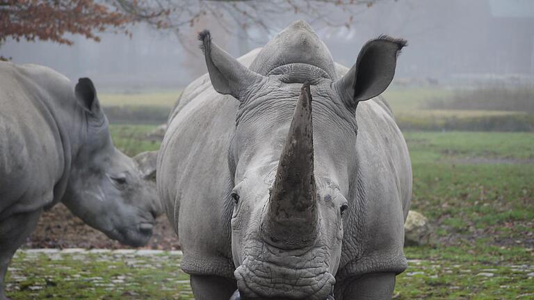 Nashorn Kibibi       -  Die Nashornkuh Kibibi musste eingeschläfert werden. (Archivbild)