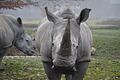 Nashorn Kibibi       -  Die Nashornkuh Kibibi musste eingeschläfert werden. (Archivbild)