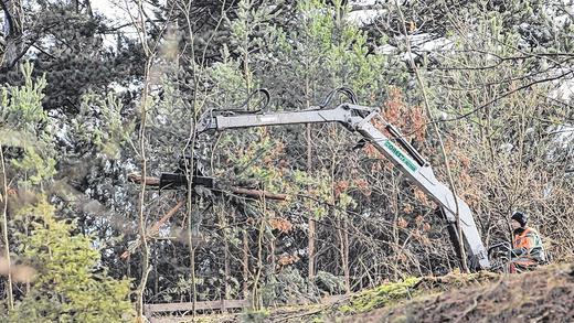 Der Hang soll mehr Licht bekommen: Nur noch wenige Bäume und vor allem Wacholder bleiben stehen.