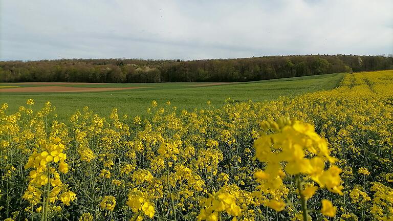 Diese Flur- und Waldstücke zwischen Helmstadt und Holzkirchhausen könnte bald die Stromtrasse des Südwestlinks zerschneiden.