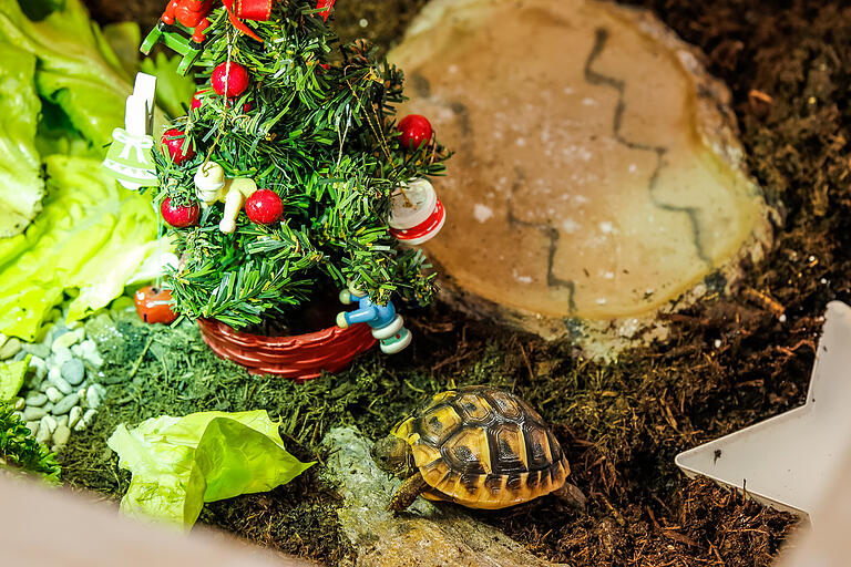 Luigi in seinem weihnachtlichen Wohnzimmer Luigi in seinem weihnachtlichen Wohnzimmer
