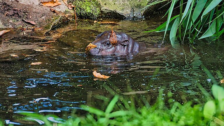 Bademeister-Job für Mini-Hippo Toni scheinbar gefragt       -  Besucher können Toni am besten zwischen 10 und 12 Uhr im Berliner Zoo beobachten.