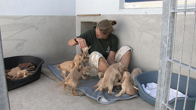 Im Juli 2013 stoppte die Polizei einen illegalen Transport mit 78 brutal im Kofferraum eingepferchten Welpen. Das Tierheim in Schwebheim nahm Hundebabys damals vorübergehend auf.