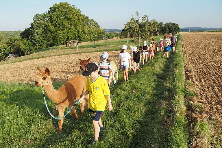 Auf dem Alpaka-Trail: Bei Schraudenbach übten sich Kleinkamele und Kinder im sozialen Miteinander. Auf dem Alpaka-Trail: Bei Schraudenbach übten sich Kleinkamele und Kinder im sozialen Miteinander.