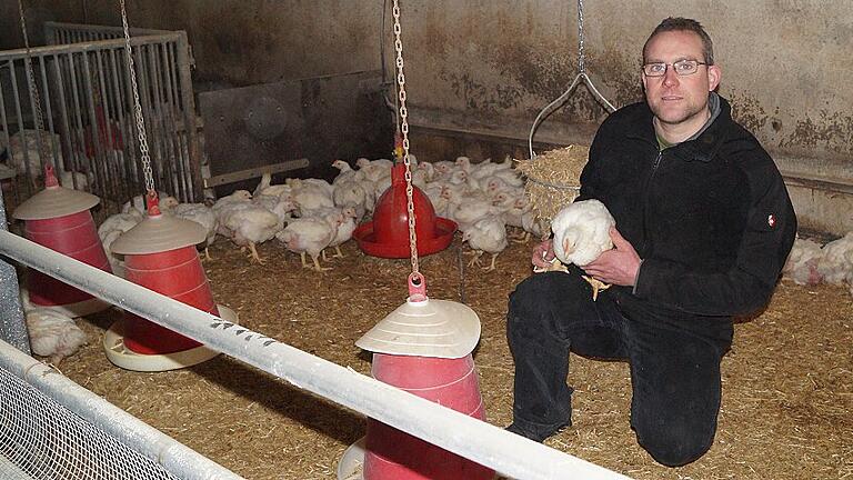Wolfgang Schäfer ist Direktvermarkter. Der Kleinlangheimer verkauft Eier und Fleisch in seinem Hofladen und über einen Verkaufswagen. Neben 300 Legehennen hält er auf seinem Hof Masthähnchen (Bild), Puten, Wachteln, Gänse, Enten, Fasane und im Sommer Perlhühner. Fotos: Daniela Röllinger Wolfgang Schäfer ist Direktvermarkter. Der Kleinlangheimer verkauft Eier und Fleisch in seinem Hofladen und über einen Verkaufswagen. Neben 300 Legehennen hält er auf seinem Hof Masthähnchen (Bild), Puten, Wachteln, Gänse, Enten, Fasane und im Sommer Perlhühner. Fotos: Daniela Röllinger