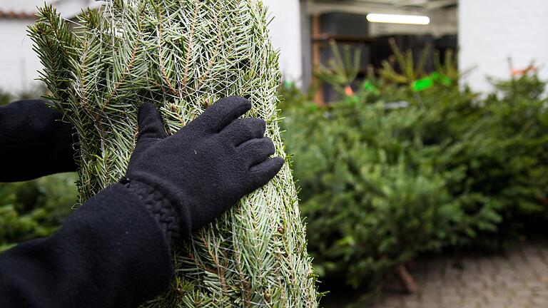 Schwere Entscheidung - vor allem in Zeiten des Klimawandels. Welcher Baum ist gut, welcher böse?