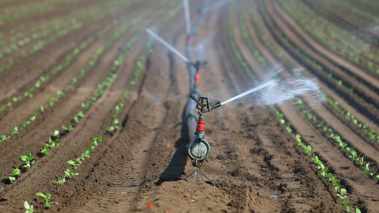 Salatpflanzen auf einem Gemüsefeld im Landkreis Kitzingen: Wie viel Wasser aus dem Main wäre nötig, wenn die Landwirtschaft mit Flusswasser versorgt werden sollte?&nbsp;