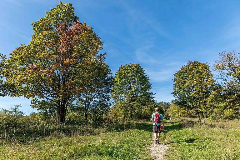 Nachdem man dem Hindenburg-Park durchstreift hat, geht es bergauf Richtung Bienenhäuschen mit Lehrbienenstand auf der Extratour Michelsberg. Nachdem man dem Hindenburg-Park durchstreift hat, geht es bergauf Richtung Bienenhäuschen mit Lehrbienenstand auf der Extratour Michelsberg.