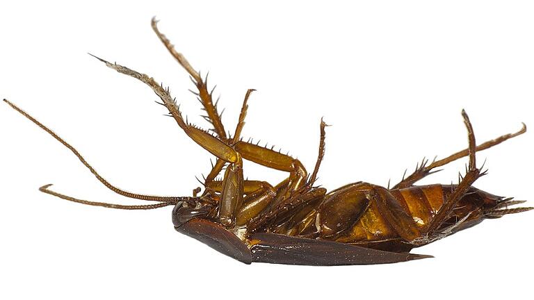 Dead cockroach       -  _