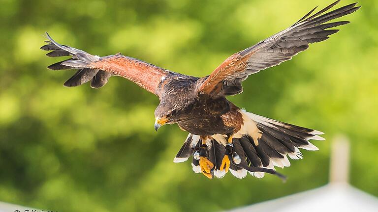 Besucher der die Falknerei Bielriet dürfen sich auf faszinierende Flugvorführungen und spannende Einblicke in die Welt der Greifvögel freuen. Unser Bild zeigt einen Wüstenbussard.