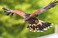 Besucher der die Falknerei Bielriet dürfen sich auf faszinierende Flugvorführungen und spannende Einblicke in die Welt der Greifvögel freuen. Unser Bild zeigt einen Wüstenbussard.