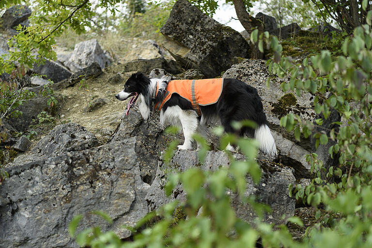 Artenspürhund Zammy im Einsatz im Steinbruch Lindelbach.