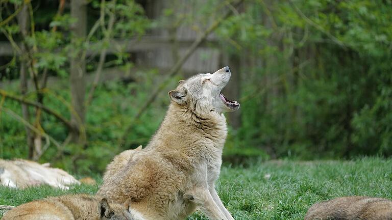 Bekannt ist der Wildpark Bad Mergentheim vor allem für seine Wölfe: Das Rudel, dem rund 30 Kanadische Timberwölfe angehören, ist das wohl größte in Europa. Bekannt ist der Wildpark Bad Mergentheim vor allem für seine Wölfe: Das Rudel, dem rund 30 Kanadische Timberwölfe angehören, ist das wohl größte in Europa.