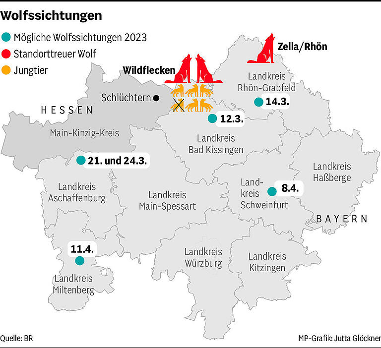 Aktuelles zu den Wölfen in der Rhön: 18 tote Hühner, mehr Welpen und warum sie auf der Autobahn unterwegs sind