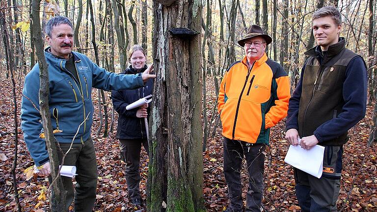 Als idealer Biotopbaum hat sich diese Hainbuche in der Waldabteilung Röthen bei Fabrikschleichach  entwickelt. Das zeigen der Zunderschwammbefall, Bohrlöcher von Holzinsekten und der hier sich tummelnde Schwarzkäfer. Darüber freuen sich (von links): Forstbetriebsleiter Ulrich Mergner, die FÖJlerin Katharina Crocoll, Revierleiter Paul Huber und der geprüfte Forstanwärter Stephan Weber.