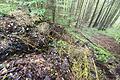 Am Ende eines Weges im Wald bei Ruppertshütten hat sich eine wilde Ablagerungsstelle für Grünabfall entwickelt. Die Stadt wird diese laut Bürgermeister Mario Paul nicht dulden. Doch Abhilfe ist gar nicht so leicht.&nbsp;