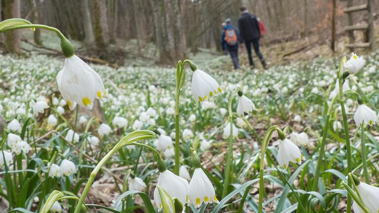 Die Märzenbecher im Karsbacher und Gössenheimer Ölgrund sind alljährlich zu Frühjahrsbeginn beliebtes Ausflugsziel von Naturliebhabern (Archivfoto). Die Märzenbecher im Karsbacher und Gössenheimer Ölgrund sind alljährlich zu Frühjahrsbeginn beliebtes Ausflugsziel von Naturliebhabern (Archivfoto).