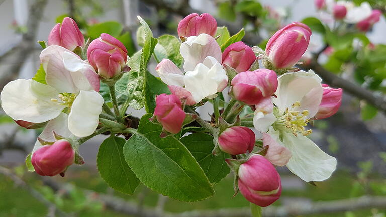 Ein Apfelbaum im Frühjahr in voller Blüte.