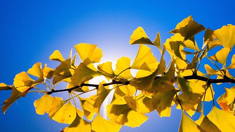 Herbstlich gelb verfärbte Ginkgo-Blätter zeichnen sich vor einer Laterne ab. Foto: Julian Stratenschulte/dpa       -  Gingko-Blätter können unterstützend zur Behandlung von Demenz-Symptomen verabreicht werden.