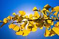 Herbstlich gelb verfärbte Ginkgo-Blätter zeichnen sich vor einer Laterne ab. Foto: Julian Stratenschulte/dpa       -  Gingko-Blätter können unterstützend zur Behandlung von Demenz-Symptomen verabreicht werden.