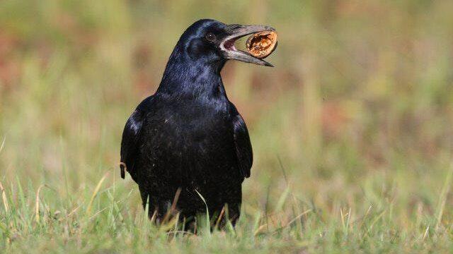 Eine Saatkrähe mit Beute. Die Vögel gelten als sehr schlau und sind Nahrungsopportunisten, werden aber auch ihrem Namen gerecht: Auf frisch bestellten Äckern holen sie gerne die Saat aus dem Boden. Manchem Landwirt entsteht dadurch großer Schaden.