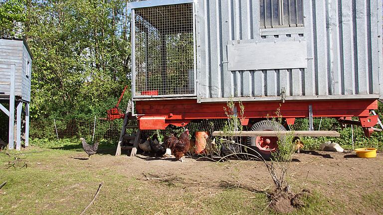 Der mobile Stall für die Hühner von Michaela von der Linden ist gleichzeitig ein Upcycling-Projekt, denn die wesentlichen Bestandteile sind ein ausgemusterter Container und ein alter Lade-Anhänger des landwirtschaftlichen Betriebes.