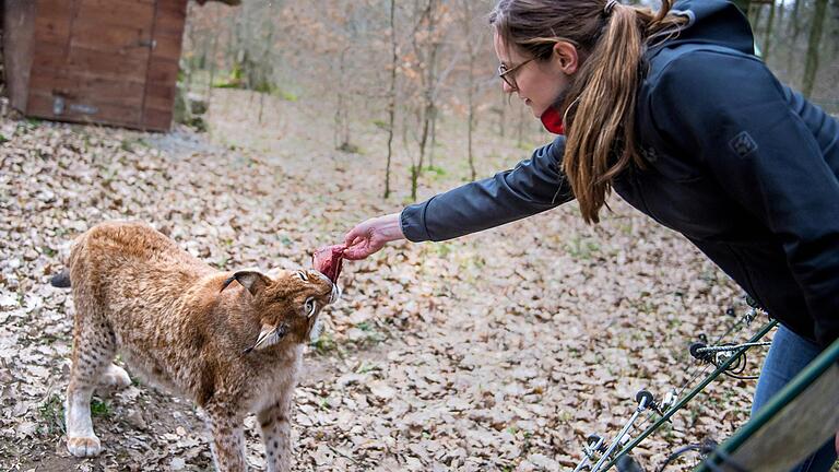 Luchs Rufus nimmt nach einigem Zögern das Fleisch aus der Hand. Luchs Rufus nimmt nach einigem Zögern das Fleisch aus der Hand.