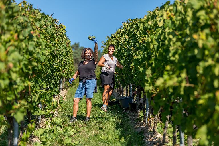 Freundliche Frauen grüßen aus dem Weinberg während der Weinlese. Freundliche Frauen grüßen aus dem Weinberg während der Weinlese.
