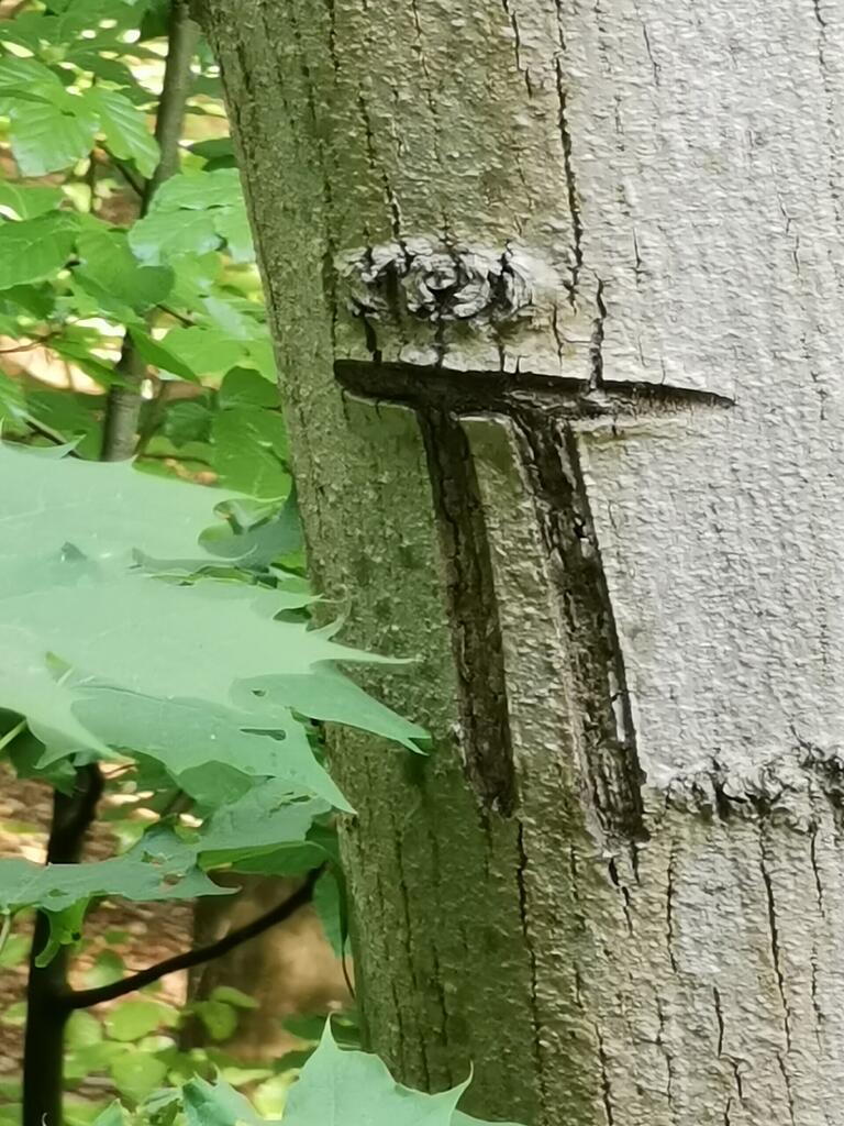 Mit einem Doppelstrich-T werden im Forstbetrieb Ebrach die Naturwaldflächen (=Trittsteinflächen) markiert.