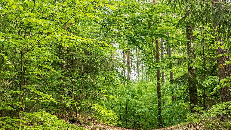 Die Traumrunde Geiselwind verläuft überwiegend auf weichen, unbefestigten Pfaden durch Nadel- und Mischwälder im Naturpark Steigerwald. Die Traumrunde Geiselwind verläuft überwiegend auf weichen, unbefestigten Pfaden durch Nadel- und Mischwälder im Naturpark Steigerwald.