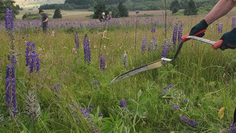 In diesen Tagen sind sie wieder in den Wiesen der Hochrhön zu sehen: Ehrenamtliche Helfer beim Abmähen der Lupinen.&nbsp;